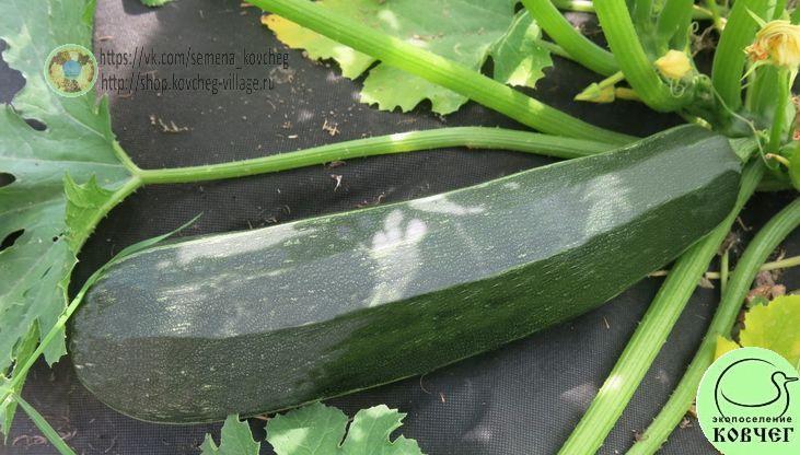 Кабачок Фараон -_1_1 Семена кабачка Фараон
