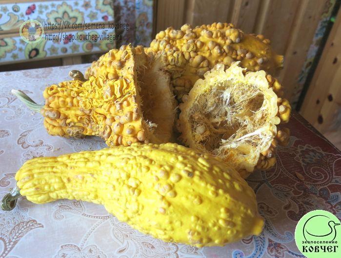 Крукнек зрелый (3)-_1_1 Семена кабачка Крукнек пупырчатый