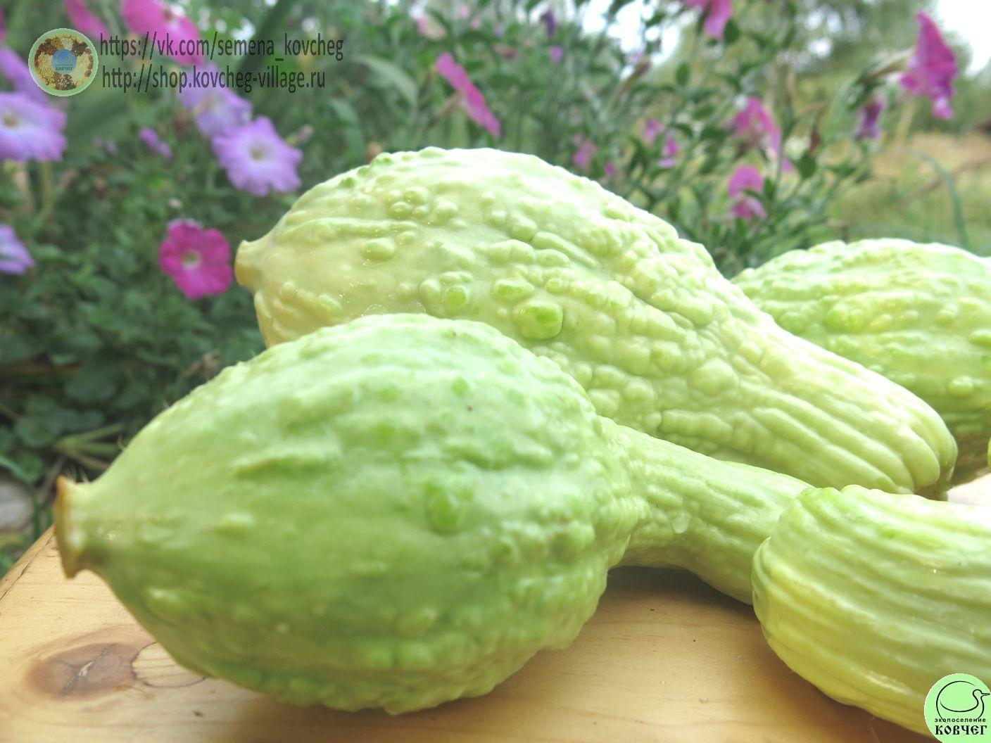 Крукнек пупырчатый (3)_1_1 Семена кабачка Крукнек пупырчатый