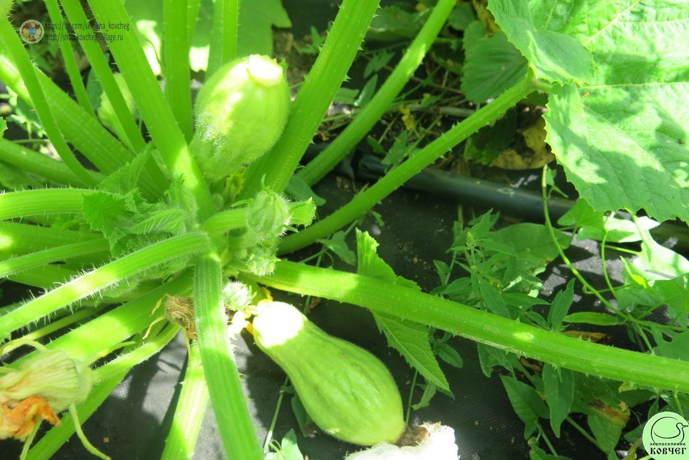 Крукнек пупырчатый_1_1 Семена кабачка Крукнек пупырчатый