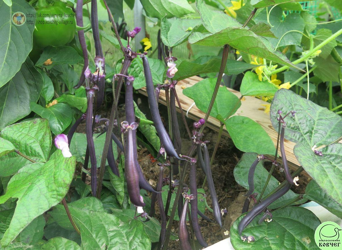 Фасоль спаржевая кустовая Бемоль!_1_1 2024г. Семена фасоли спаржевой Бемоль