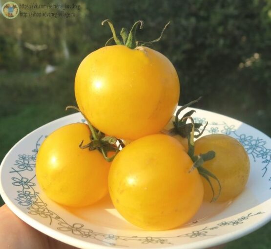 2020г. Семена томата Белый мохнатый кабан