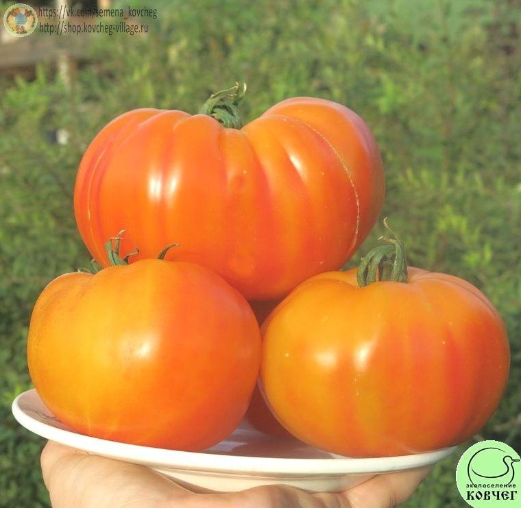 13. Е.Т. (12)_1 Семена томата Е.Т.