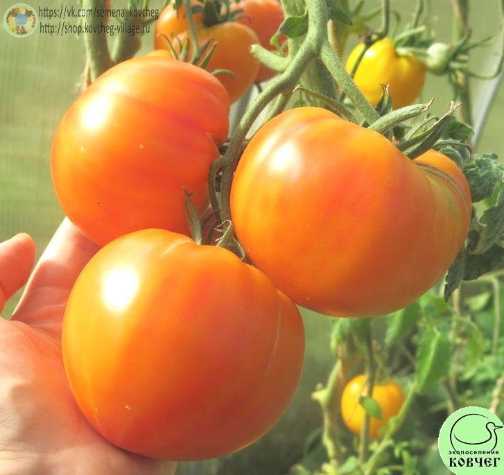 13. Е.Т. (16)_1 Семена томата Е.Т.