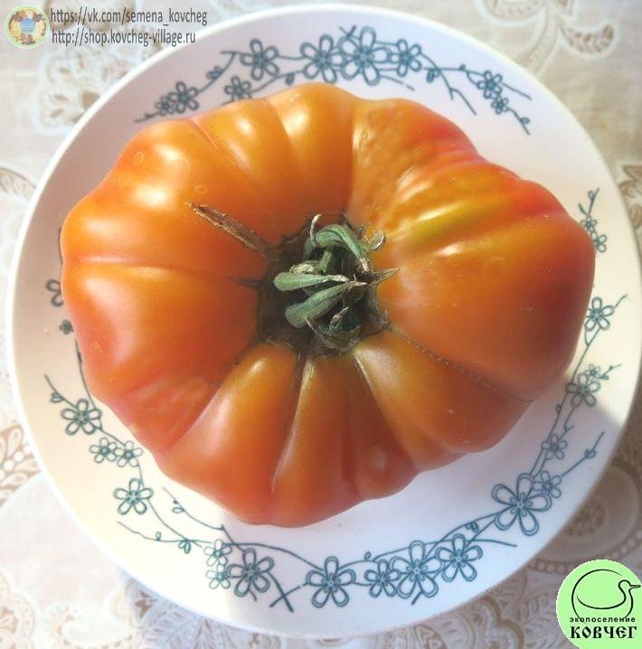 13. Е.Т. (7)_1 Семена томата Е.Т.