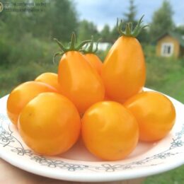 Семена томата Жёлтые лампочки из Лопатино