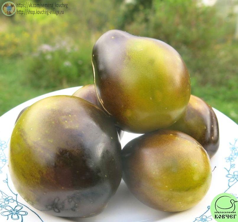 18. Контраст Фландрии (6)_1 Семена томата Контраст Фландрии