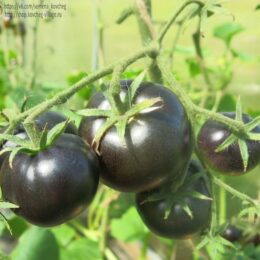 2025г. Семена томата Королева ночи
