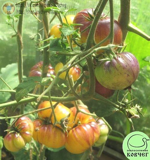 3. Большой белый + П-20 (18)_1 Семена томата Большой белый + П-20