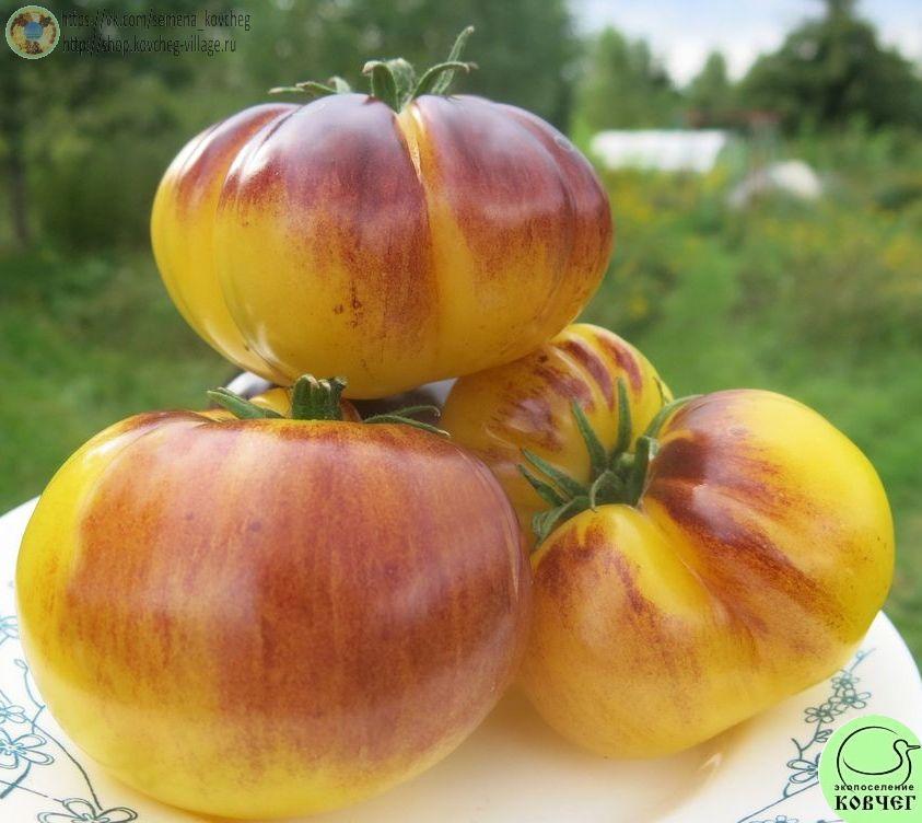 3. Большой белый + П-20 (8)_1 Семена томата Большой белый + П-20