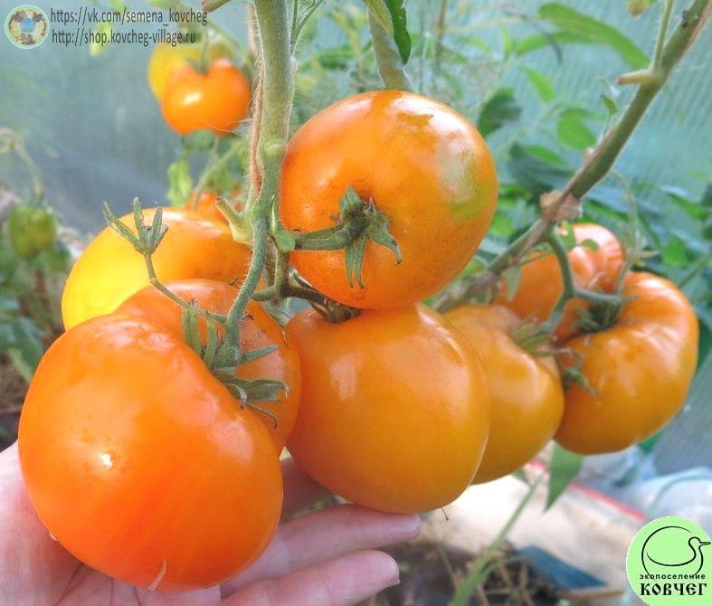 31. Самохвал (14)_1 2020г. Семена томата Самохвал