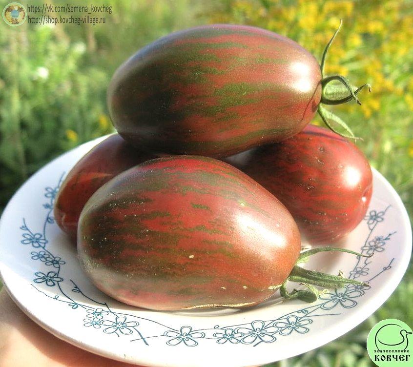 37. Сладкий клык (2)_1 Семена томата Сладкий клык