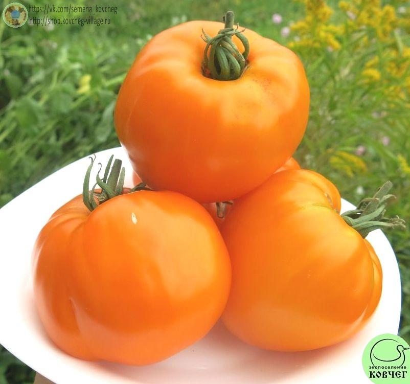 4. Большой бельгийский (3)_1 Семена томата Большой бельгийский