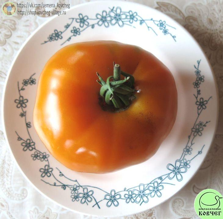 4. Большой бельгийский_1 Семена томата Большой бельгийский