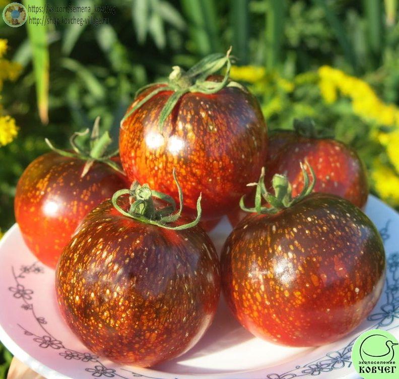 40. Тёмная галактика (13)_1 Семена томата Тёмная галактика