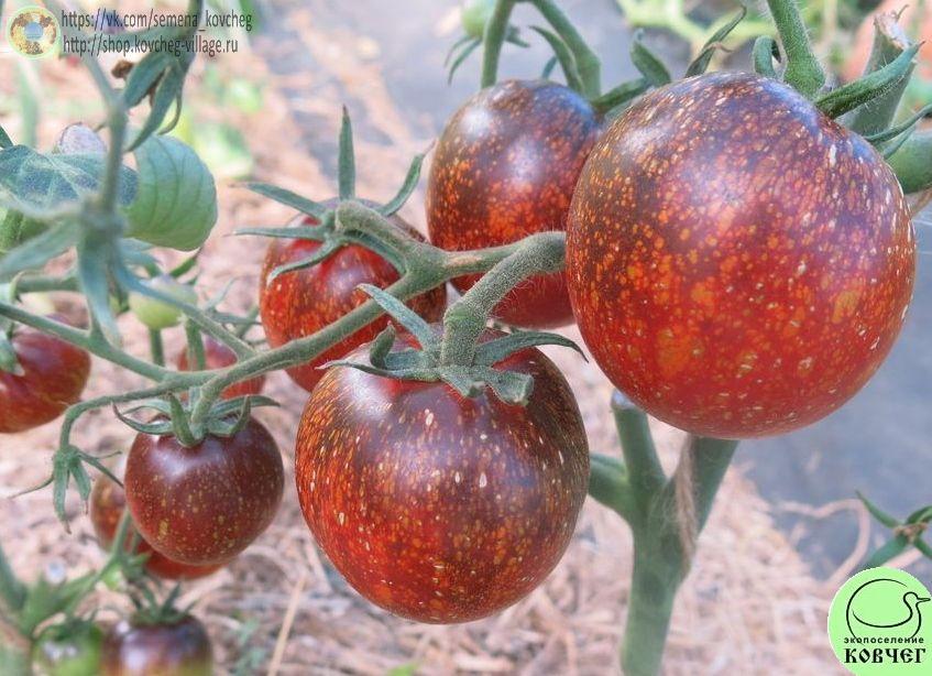 40. Тёмная галактика (3)_1 Семена томата Тёмная галактика