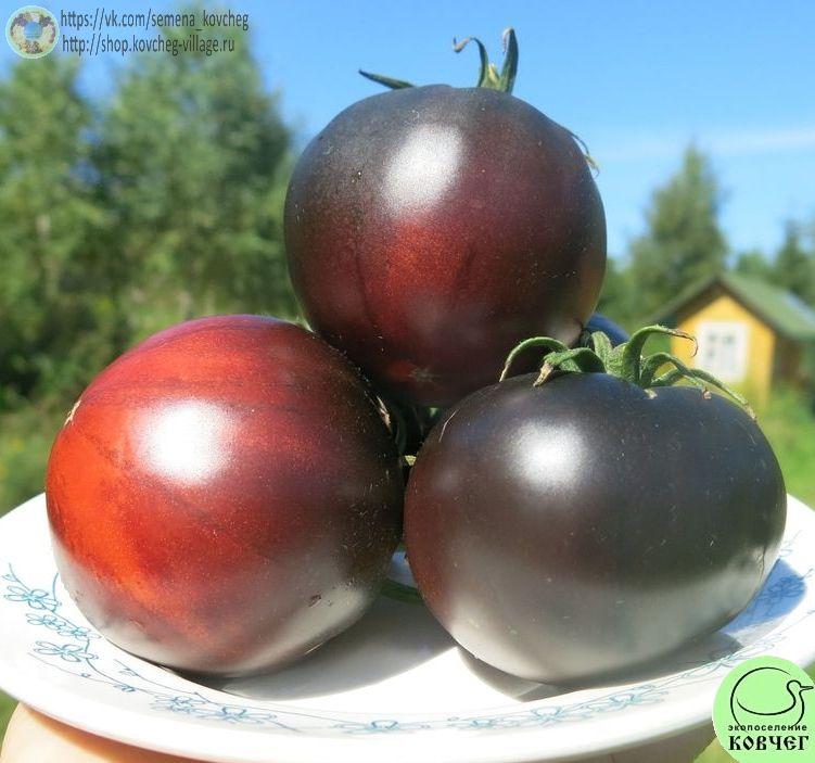 45. Черный красавец (2)_1 Семена томата Черный красавец