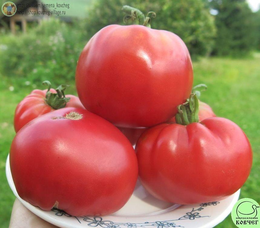 47. Чудо земли (10)_1 Семена томата Чудо земли