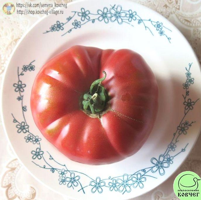 47. Чудо земли (4)_1 Семена томата Чудо земли