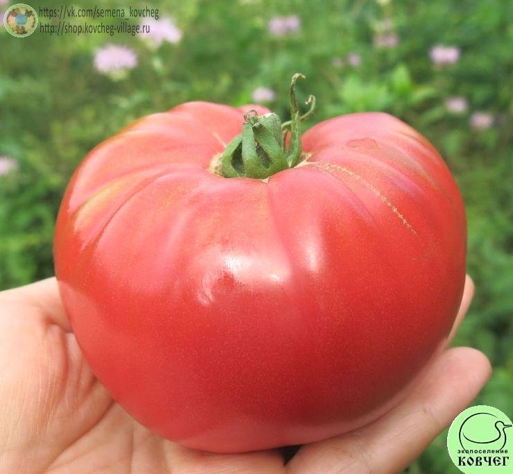 47. Чудо земли (7)_1 Семена томата Чудо земли
