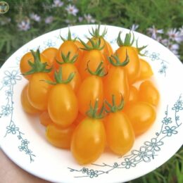 Семена томата Виноград оранжевый