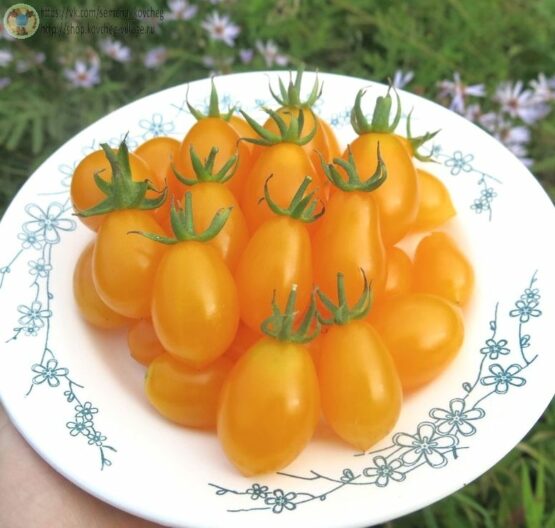Семена томата Виноград оранжевый