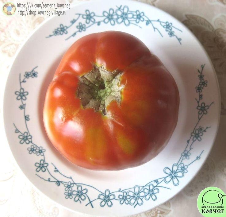 9. Гигантисика (2)_1 2024г. Семена томата Гигантисика