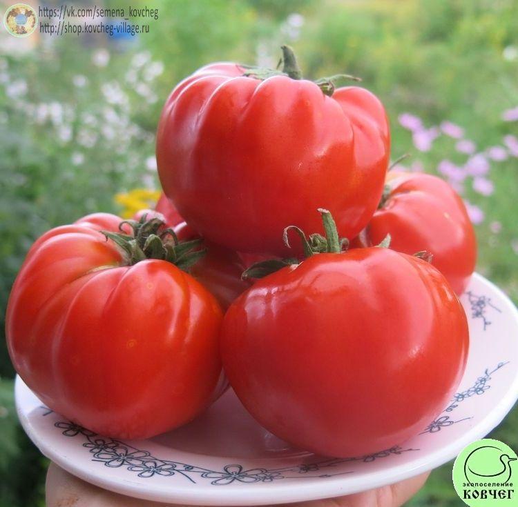 9. Гигантисика (6)_1 2024г. Семена томата Гигантисика