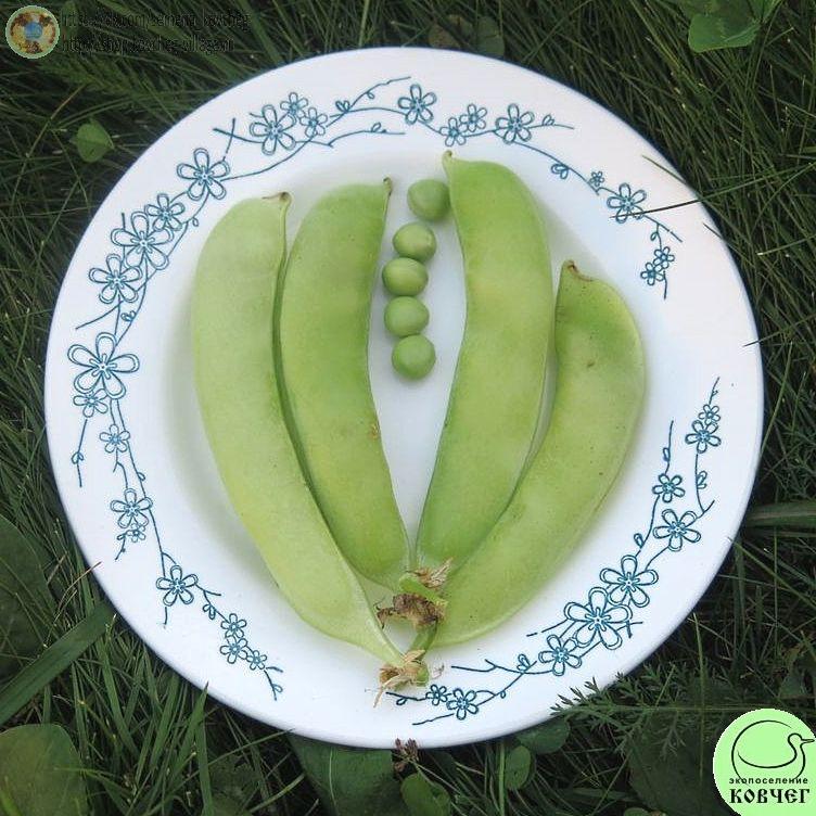Горох спаржевый на лопатку 8_1 2023г. Семена гороха Спаржевый на лопатку