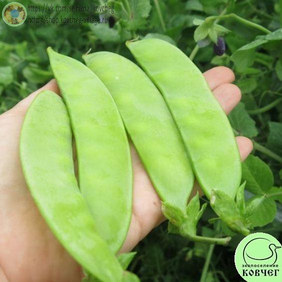 Горох спаржевый на лопатку_1 2023г. Семена гороха Спаржевый на лопатку