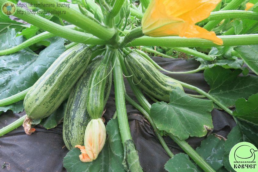 Кабачок Зебра (18)_1_1 2024г. Семена кабачка Зебра