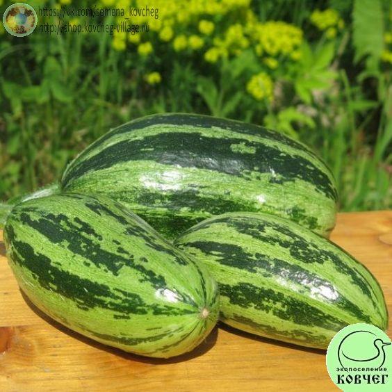 Кабачок Зебра_1 2024г. Семена кабачка Зебра