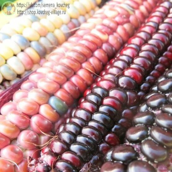 2023г. Семена кукурузы Цветная кукуруза ацтеков