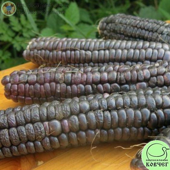 к20. Чёрная Кукуруза Ацтеков 2_1 2023г. Семена кукурузы Чёрная кукуруза ацтеков