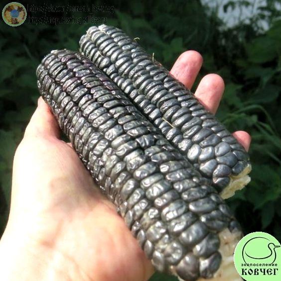 к20. Чёрная Кукуруза Ацтеков_1 2023г. Семена кукурузы Чёрная кукуруза ацтеков