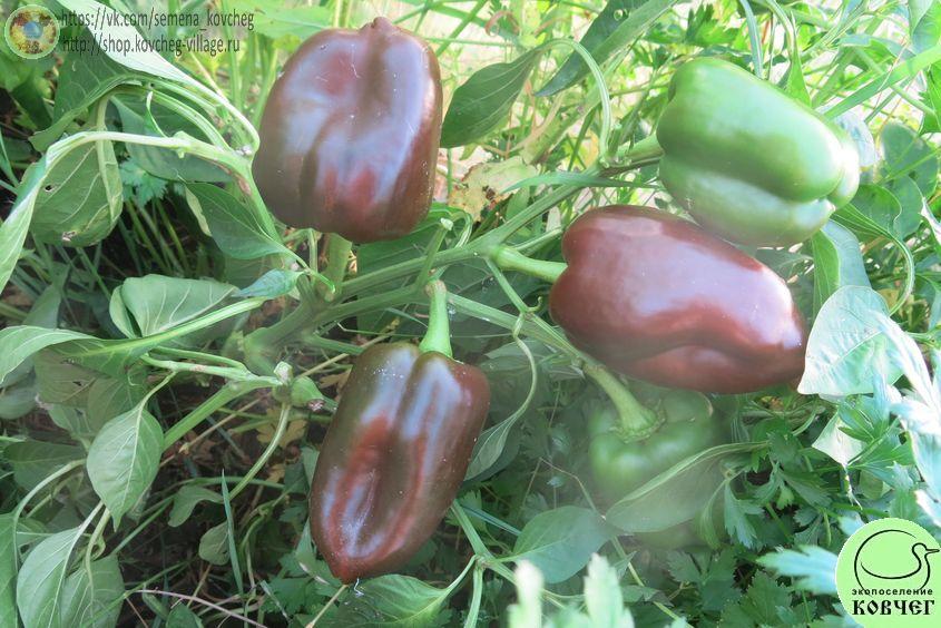 п11. Ингрид (5)_1_1 2024г. Семена перца сладкого Ингрид