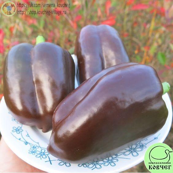 п11. Ингрид_1 2024г. Семена перца сладкого Ингрид