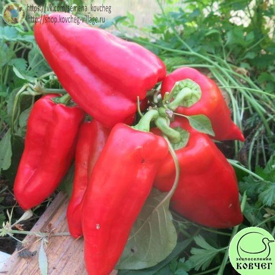 п19. Русский великан 2_1 2020г. Семена перца сладкого Русский великан