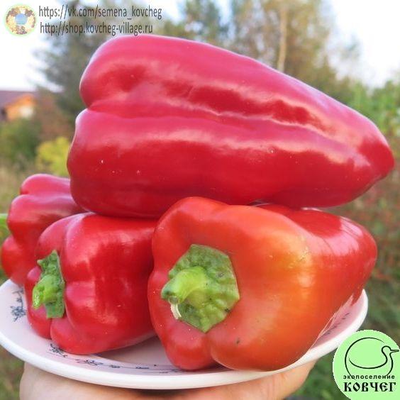п19. Русский великан_1 2020г. Семена перца сладкого Русский великан