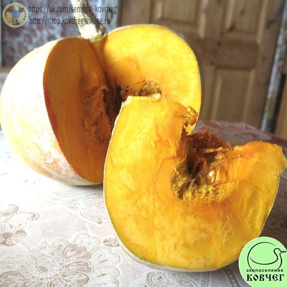 Буш Баттеркап_1 2024г. Семена тыквы Буш Баттеркап