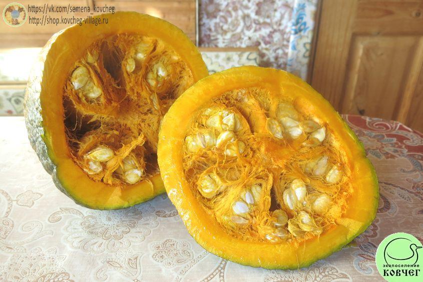 Тыква 47. Чикагский бородавчатый Хаббард (10)_1 Семена тыквы Чикагский бородавчатый Хаббард