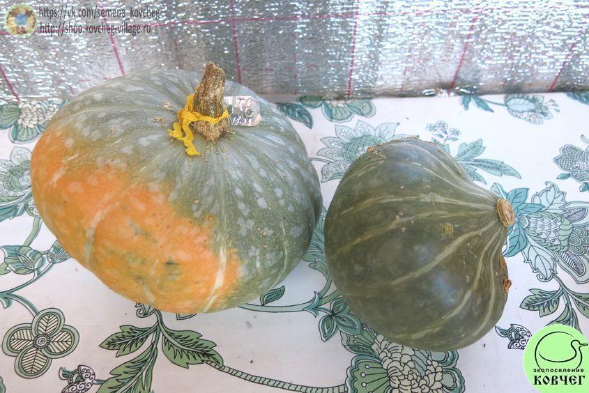 Тыква 8. Буш Баттеркап (3)_1 2024г. Семена тыквы Буш Баттеркап