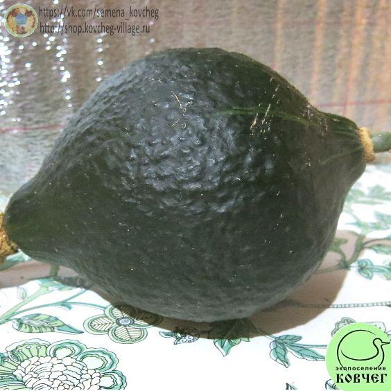 Чигакский бородавчатый Хаббад_1 Семена тыквы Чикагский бородавчатый Хаббард