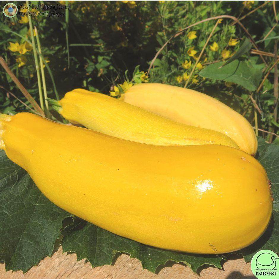 -Кабачок Желтоплодный_1_1 Семена кабачка Желтоплодный