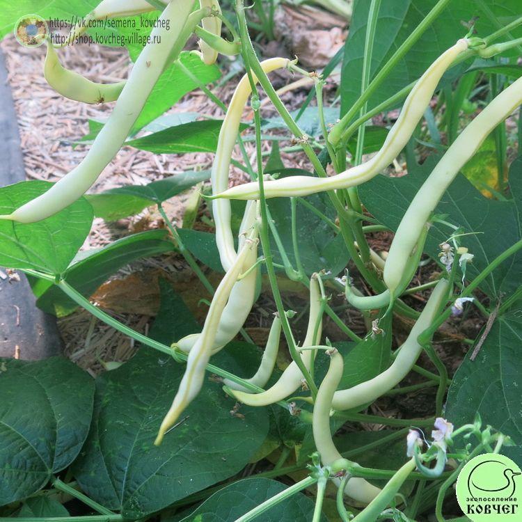 Фасоль Октава (2)-_1_1 Семена фасоли спаржевой Октава
