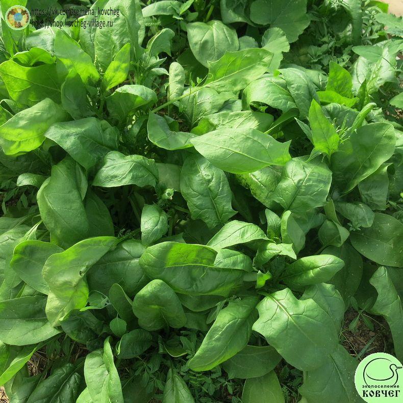 -Шпинат Викинг (2)_1_1 2024г. Семена шпината Викинг