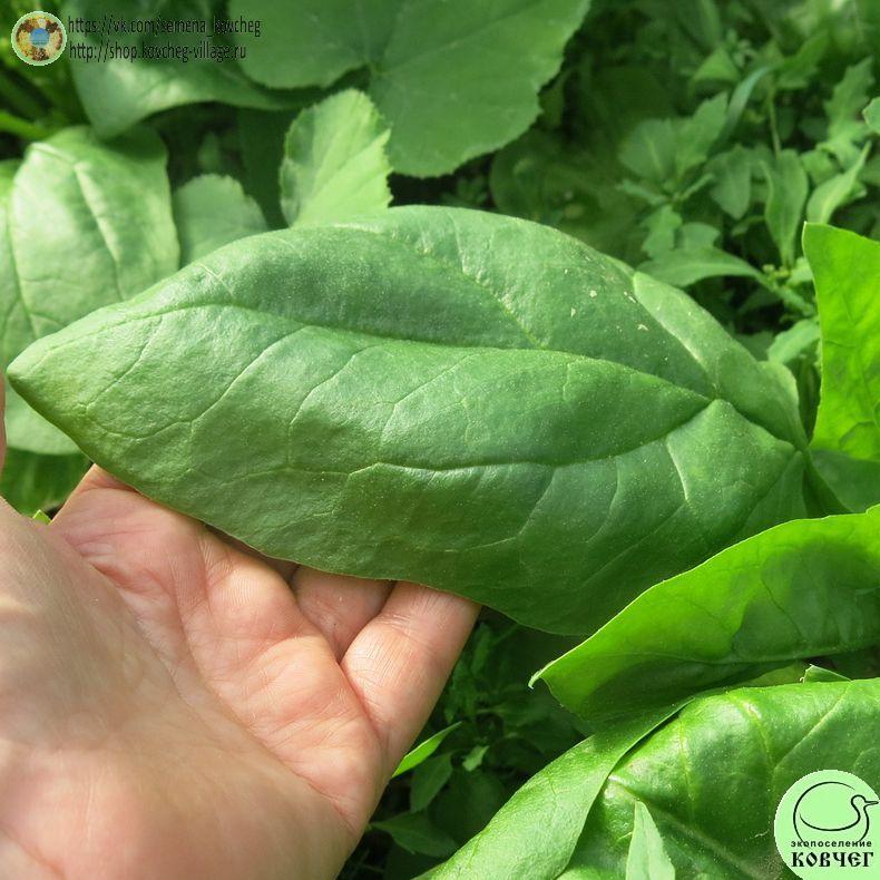 -Шпинат Викинг (3)_1_1 2024г. Семена шпината Викинг