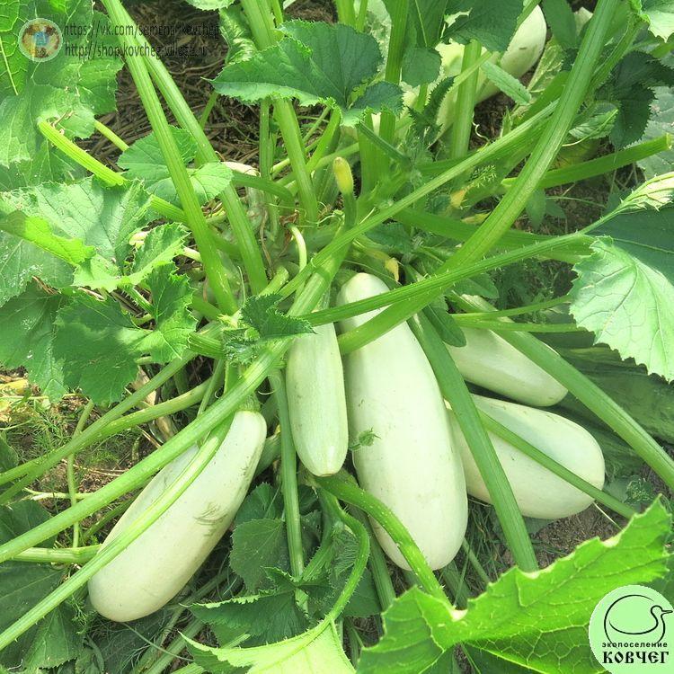 к5. Кабачок Якорь (2)_1_1 2021г. Семена кабачка Якорь