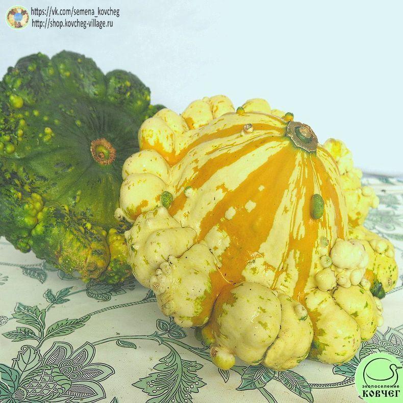 -к9. Патиссон Стри Меландж (20)_1_1 Семена патиссона Стри Меланж