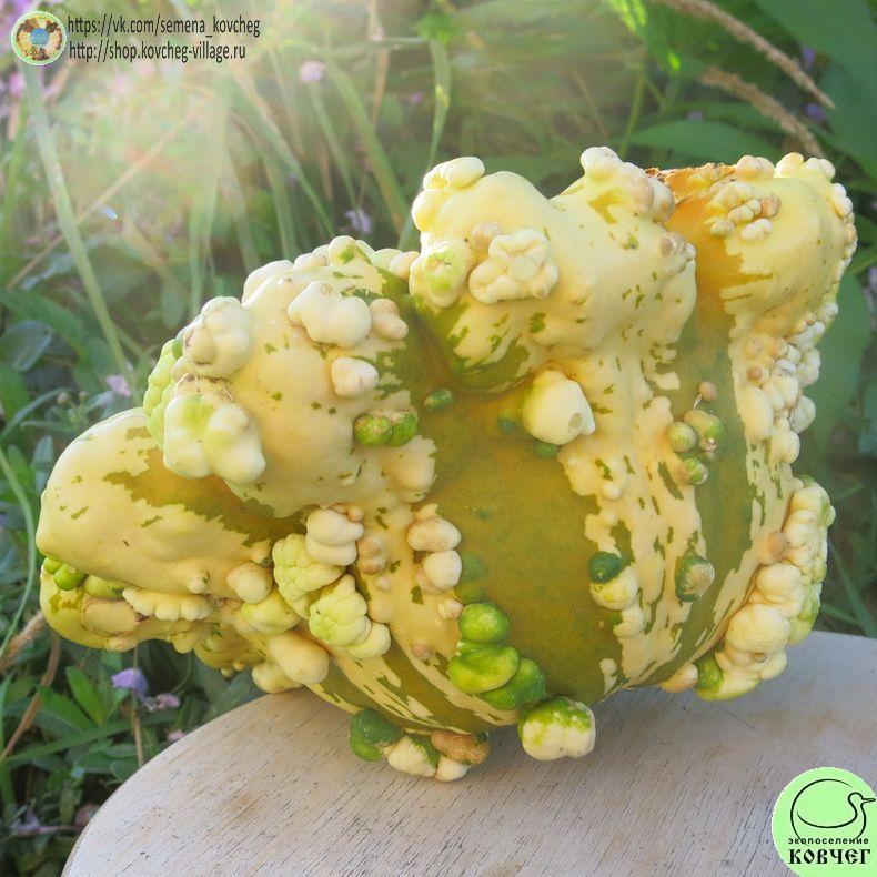 -к9. Патиссон Стри Меландж (9)_1_1 Семена патиссона Стри Меланж